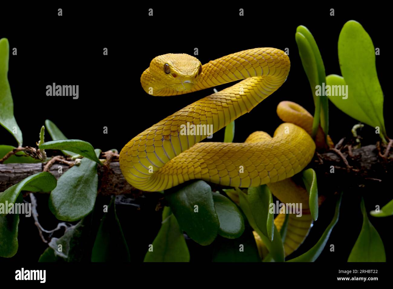 Cobra-víbora Azul-tóxica Insularis Foto de Stock - Imagem de