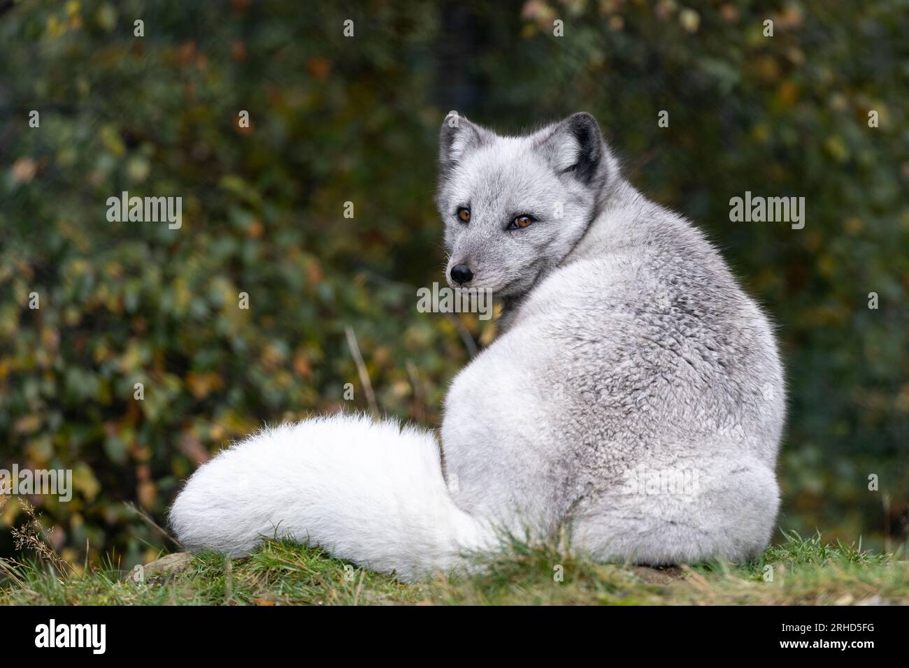 Zorro ártico [ vulpes lagopus ] en el parque de vida silvestre de las Tierras Altas Foto de stock