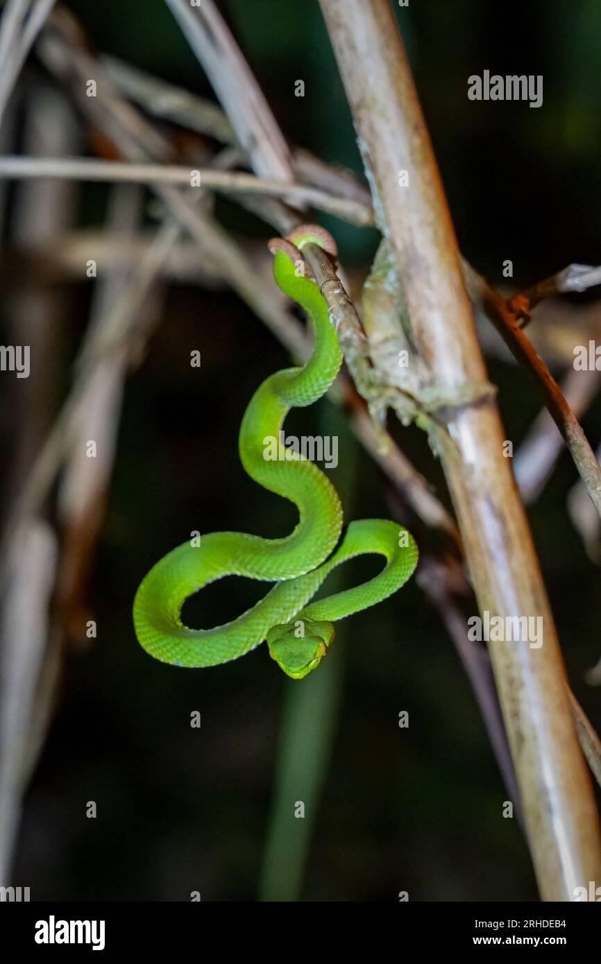 Serpiente de bambú fotografías e imágenes de alta resolución - Alamy