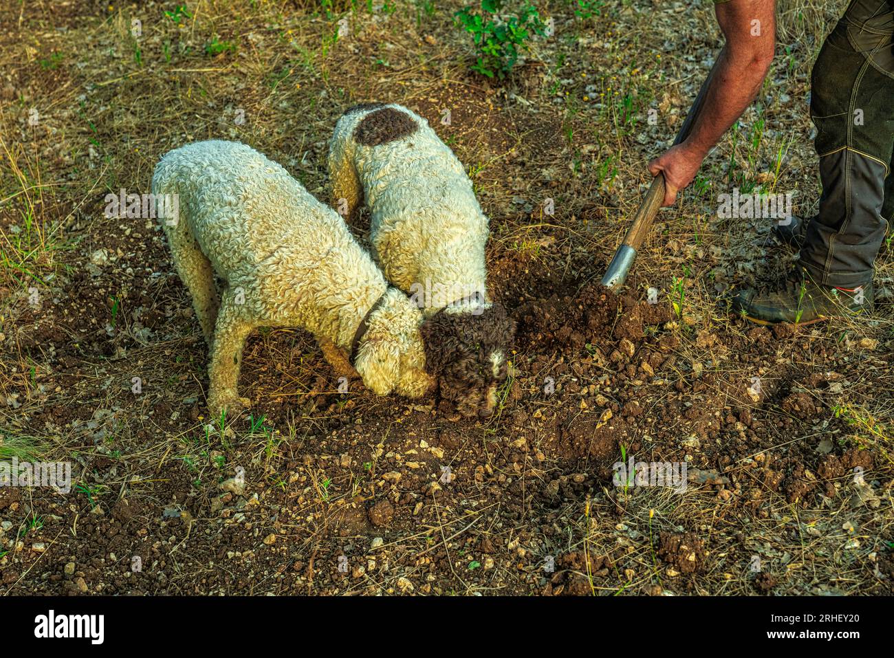 2 perros de Lagotto Romagnolo, perro de trufa, cavar en busca de trufas. El hombre ayuda a los perros a cavar el suelo demasiado duro. Abruzzo, Italia, Europa Foto de stock