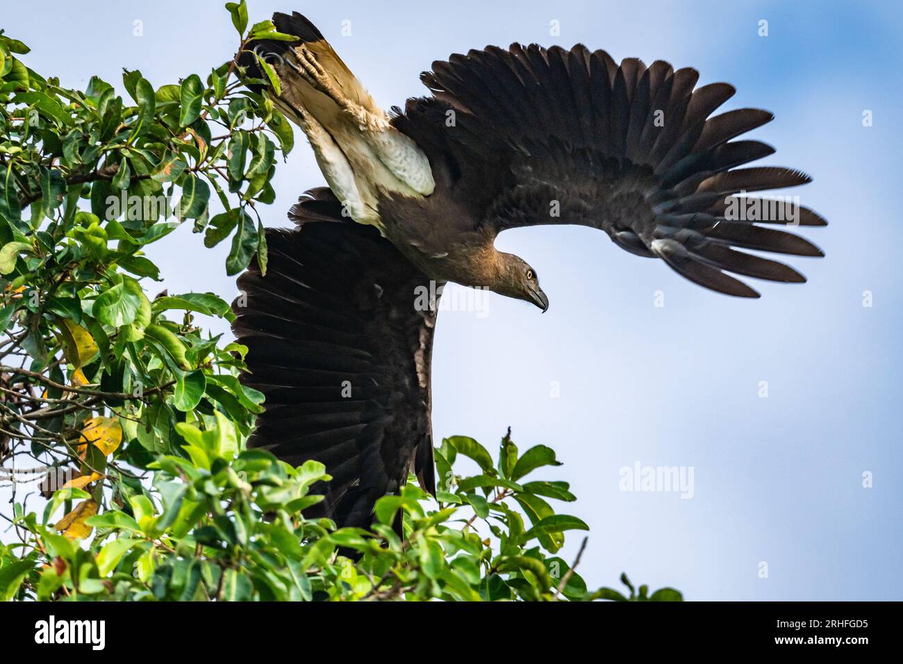 Un águila de pez de cabeza gris (Haliaeetus ichthyaetus) volando de un árbol. Sumatra, Indonesia. Foto de stock