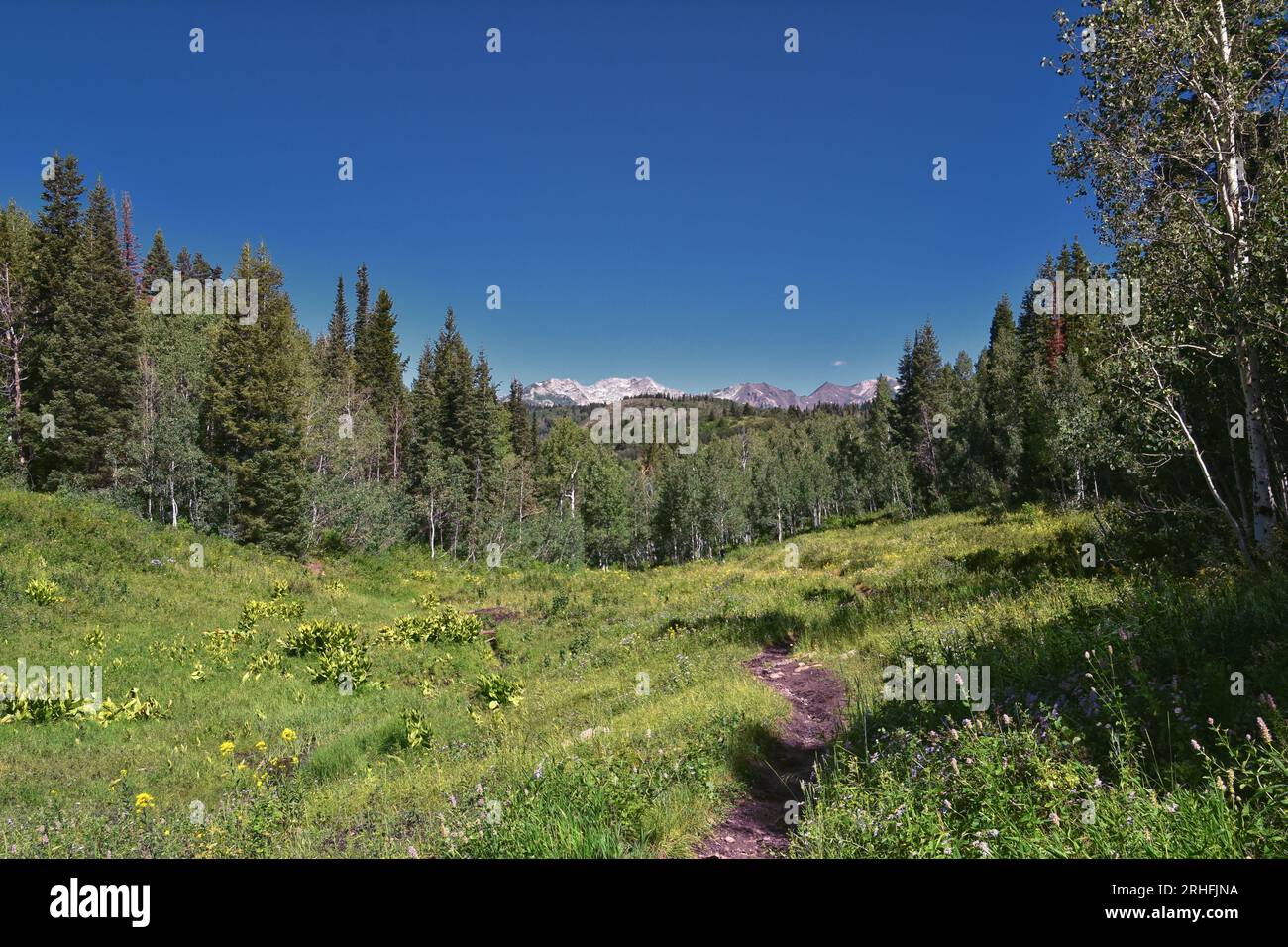 Timpanogos Peak desde atrás senderismo en Salamander Flat Willow Hollow y Snow Gauging Loop trail Uinta Wasatch Cache National Forest, Rocky Mountains, UT Foto de stock