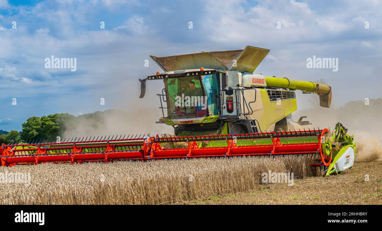 Una cosechadora Claas que trabaja para cosechar el maíz en un día de verano en el Reino Unido Foto de stock