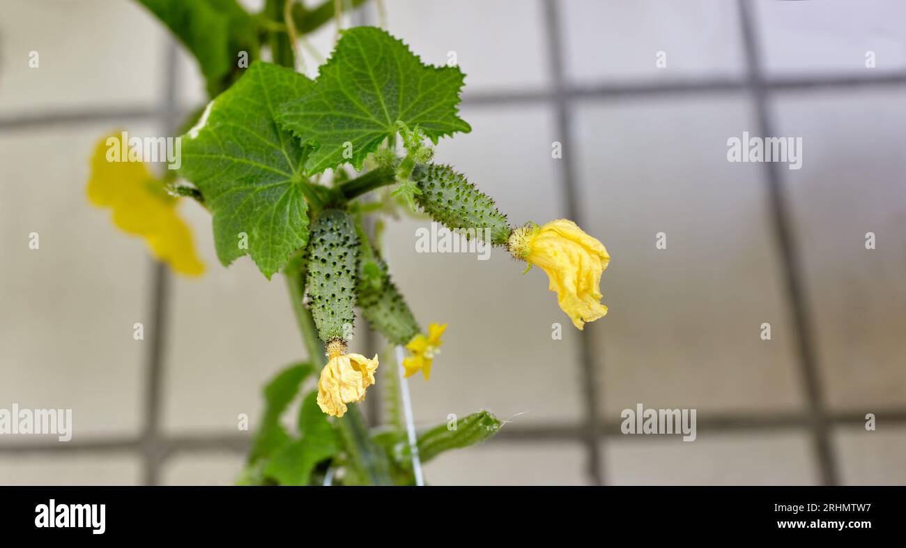 El pepino natural crece en un invernadero. Cultivar verduras frescas en un invernadero Foto de stock