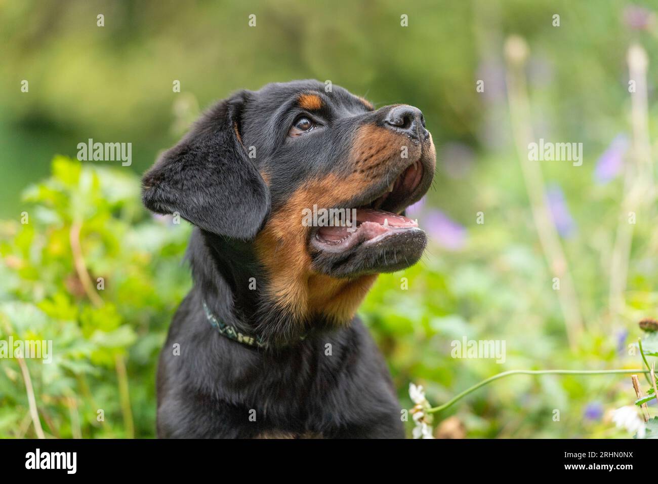 Rottweiler cachorro Foto de stock