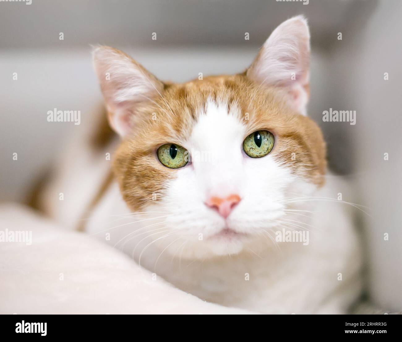 Un gato naranja tabby shorthair con melanosis iris en sus ojos Foto de stock