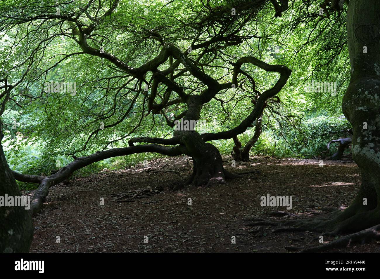 Bosque de brujas en Semper Forest Park Foto de stock