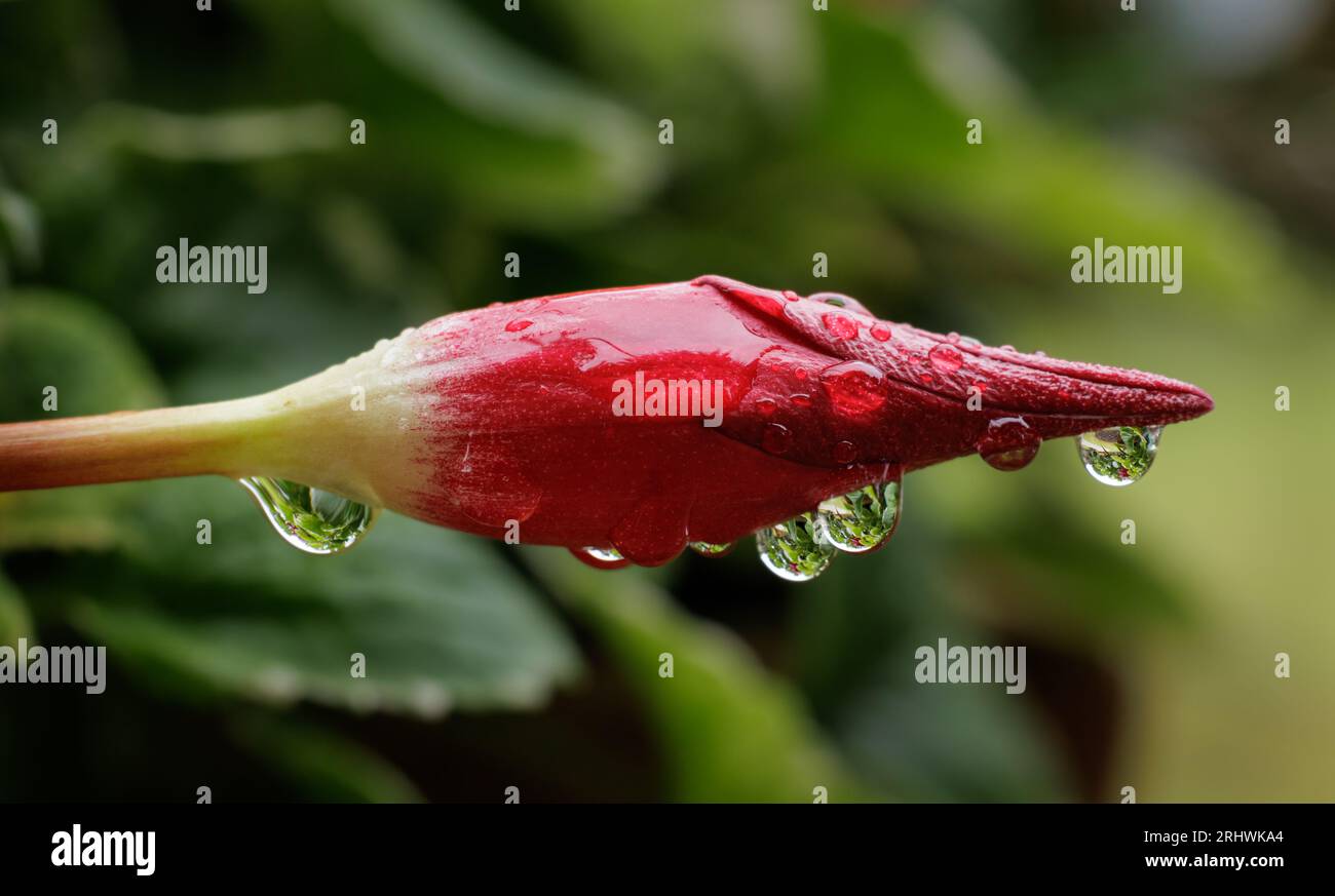 Jazmín brasileño (Mandevilla sanderi) - Condado de Hall, Georgia. Las escenas complejas en miniatura se capturan en gotas de agua suspendidas debajo de la flor sin abrir Foto de stock