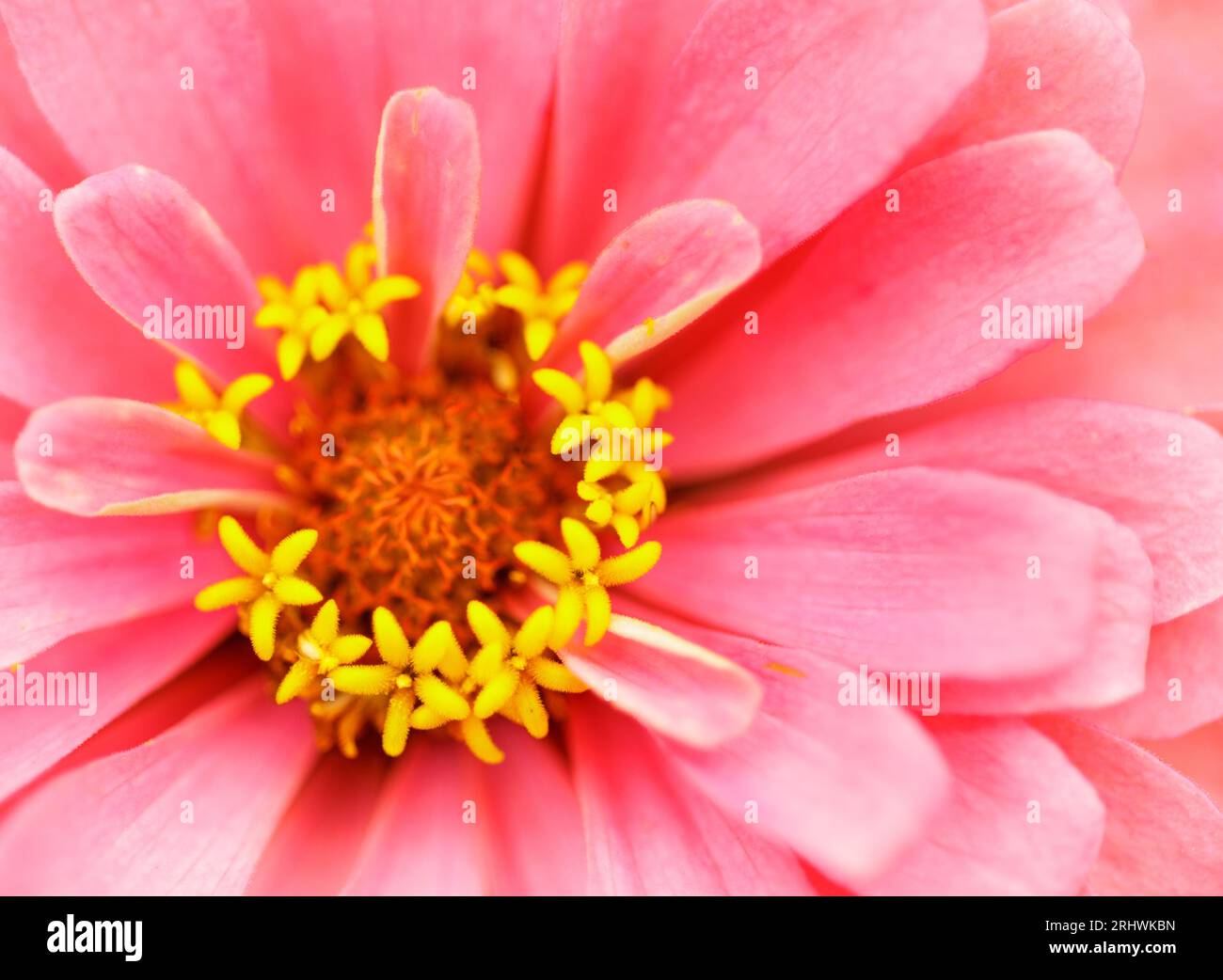 Zinnia común (Zinnia elegans) - Condado de Hall, Georgia. La compleja simetría de un zinnia entre los pétalos de una zinnia florecen. Foto de stock