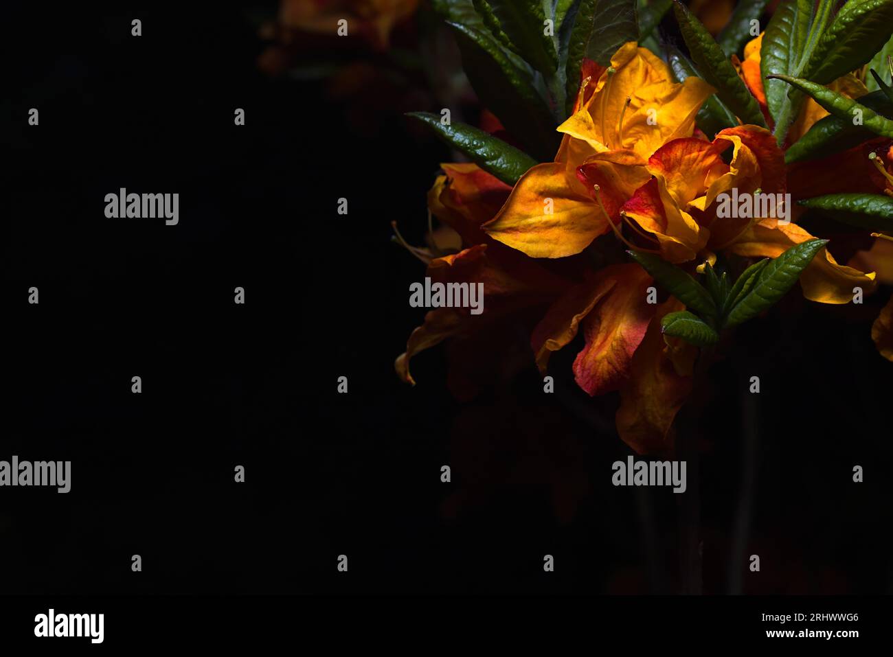 Arbusto de azalea floreciente por la noche. Azalea flores sobre un fondo negro. Koszalin, Polonia 05/2023. Foto de stock