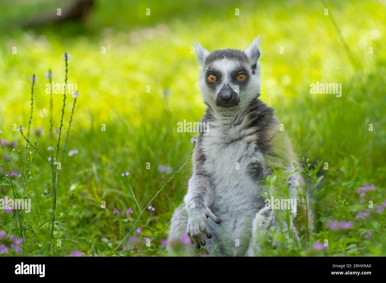 Un lémur de cola anillada meditando se sienta en la hierba y mira a la cámara Foto de stock