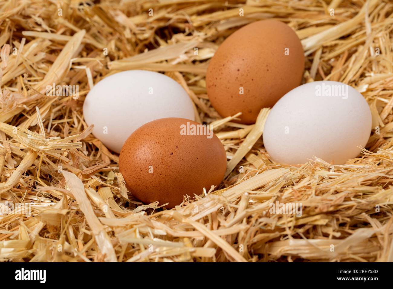 Huevos de pollo blanco y marrón frescos en nido de paja. Concepto de cultivo avícola orgánico, libre de jaula y de cría libre. Foto de stock