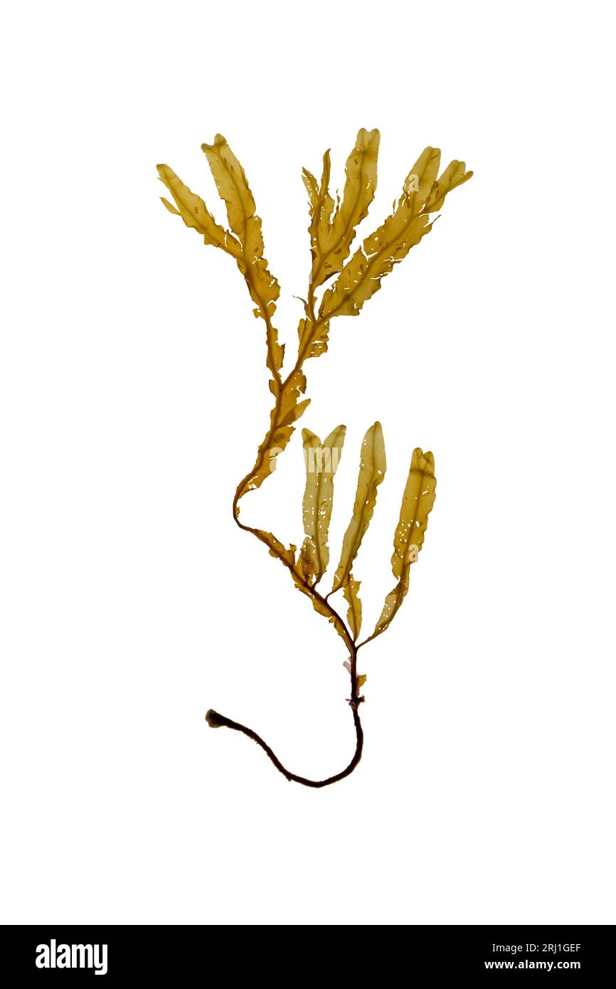 Dictyopteris membranacea algas marrones aisladas en blanco. Algas helechos marinos. Foto de stock