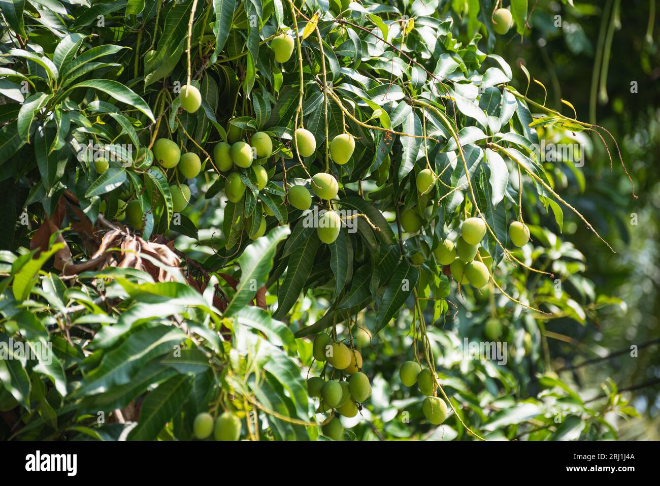 Las frutas de mango crecen en el árbol de mango en el jardín en abril en Ko Lipe, Tailandia Foto de stock