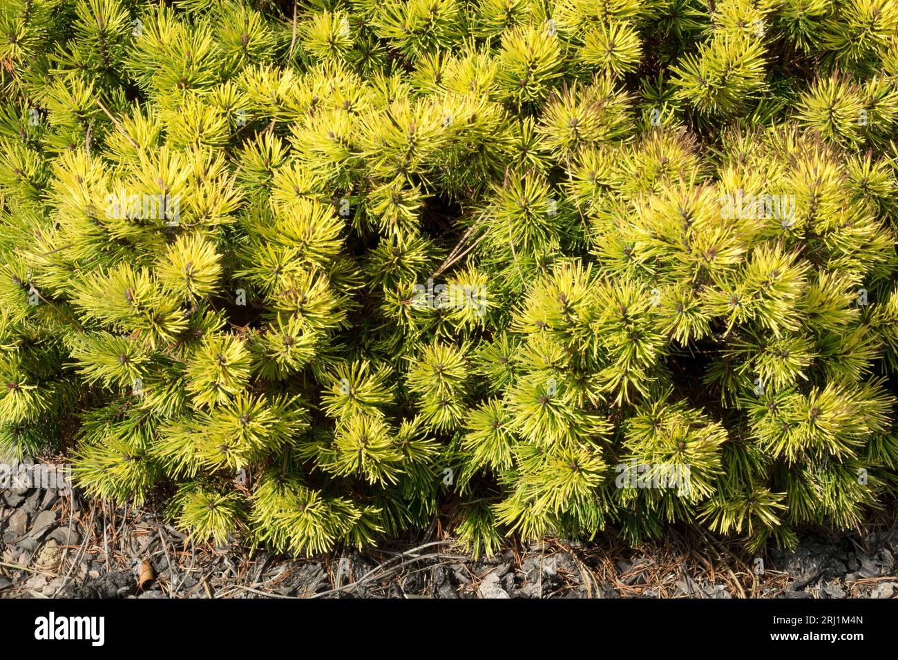 Pino enano de la montaña, Pinus mugo 'Ophir' Foto de stock