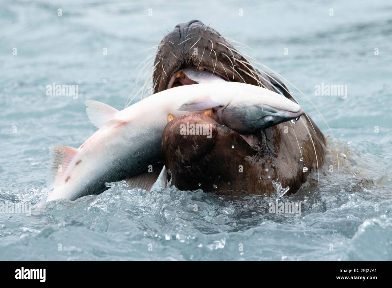 Steller (Norte) Sealion; Pink Salmon Prey; Marine Mammal, Alaska Foto de stock