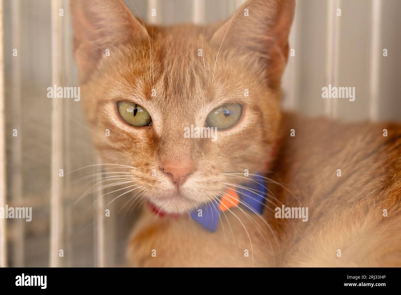 Goiania, Goias, Brasil – 19 de agosto de 2023: Un gato de jengibre disponible para adopción, acostado dentro de una jaula en una feria de animales para su donación. Foto de stock