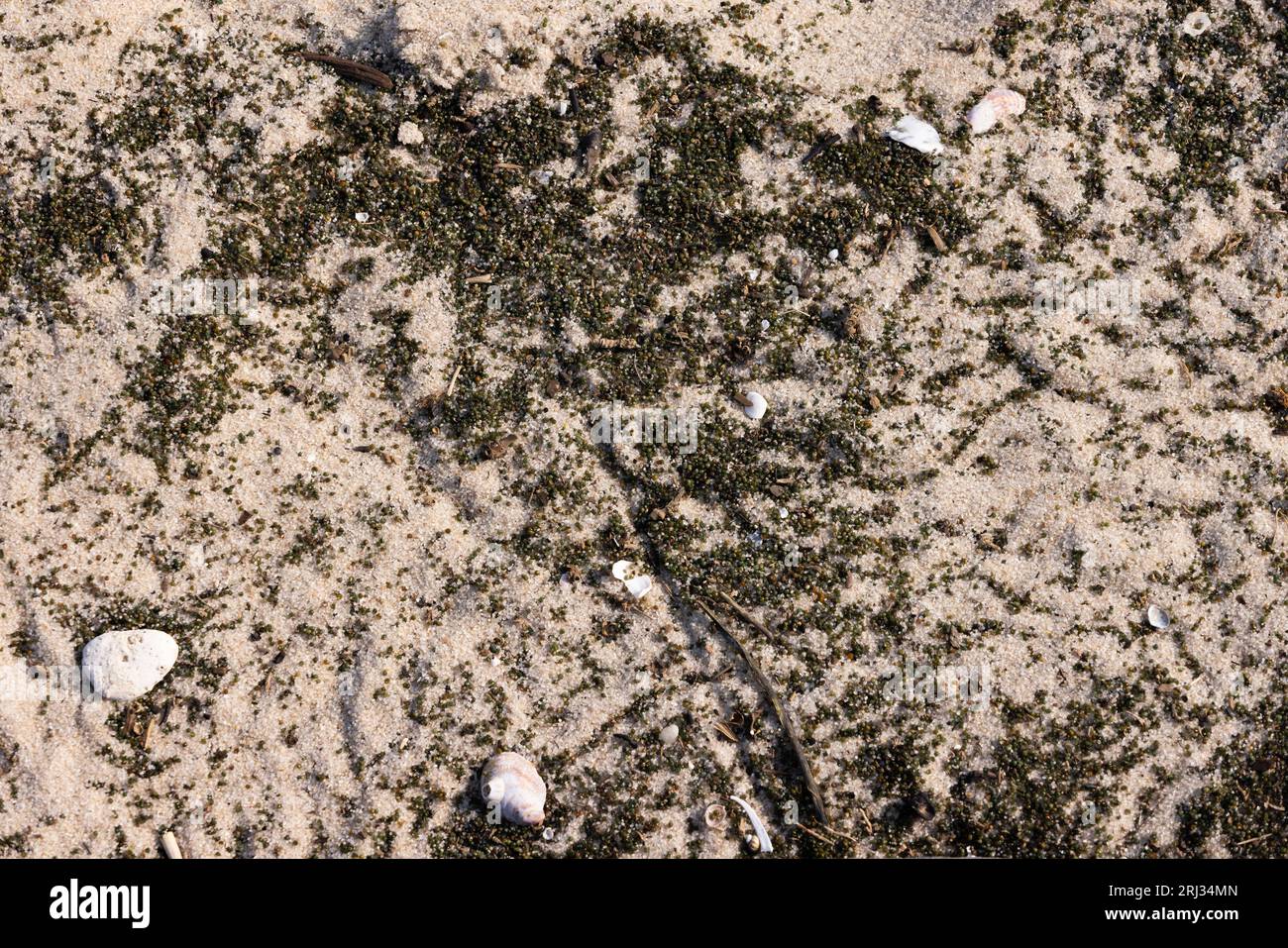 Atlantic Horseshoe Cangrejo Limulus polyphemus, huevos puestos en la playa de arena, Reeds Beach, Nueva Jersey, EE.UU., mayo Foto de stock