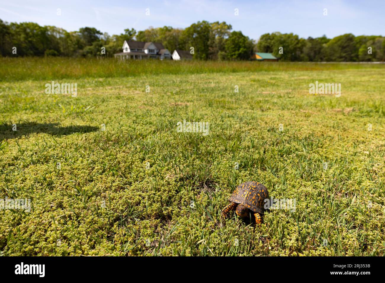 Tortuga de caja común Terrapene carolina, adulto en margen de campo, Bosque Estatal Belleplain, Nueva Jersey, EE.UU., mayo Foto de stock