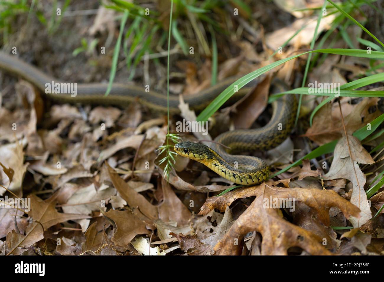 Serpiente de liguero común Thamnophis sirtalis, adulto en el suelo del bosque, área de gestión de vida silvestre de Cox Hall Creek, Nueva Jersey, EE.UU., mayo Foto de stock