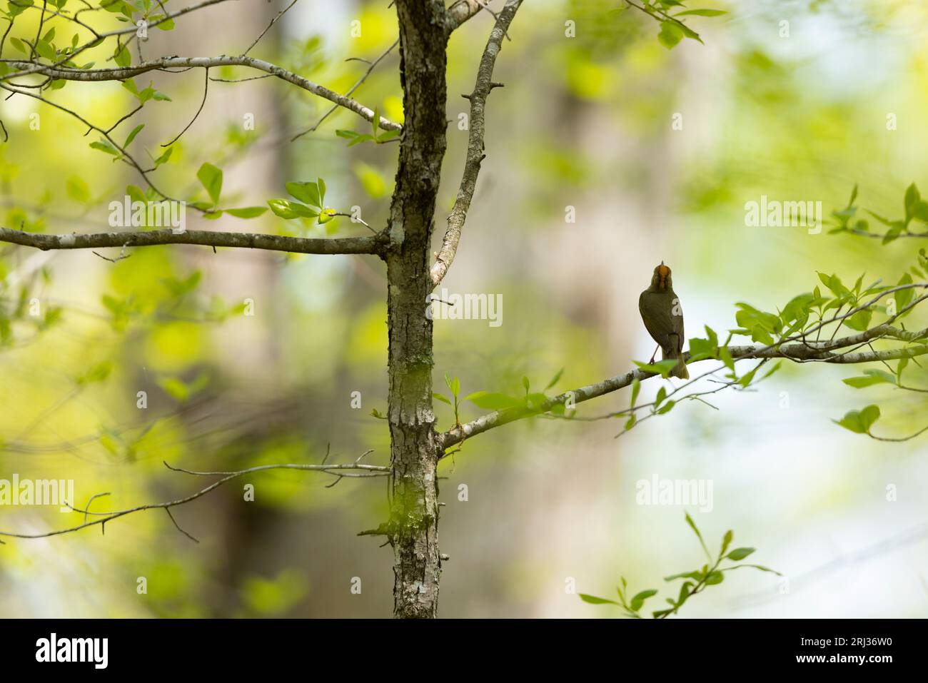 Ovenbird Seiurus aurocapilla, adulto cantando en el bosque, Belleplain State Forest, Nueva Jersey, EE.UU., mayo Foto de stock