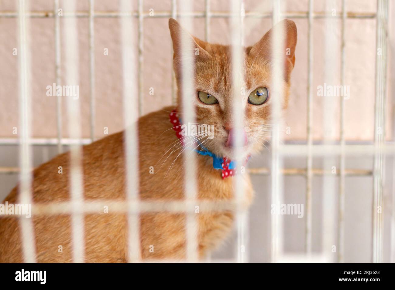 Goiania, Goias, Brasil – 19 de agosto de 2023: Un gato de jengibre disponible para adopción, acostado dentro de una jaula en una feria de animales para su donación. Foto de stock