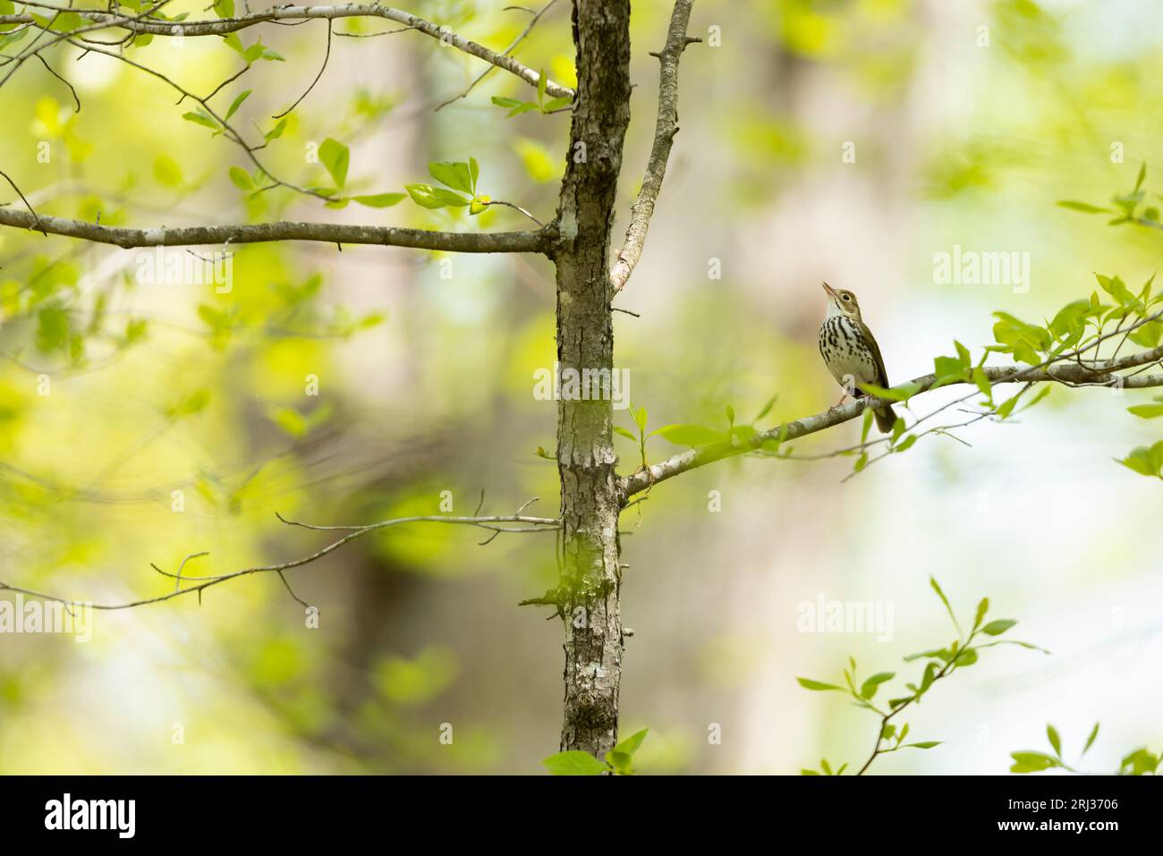 Ovenbird Seiurus aurocapilla, adulto cantando en el bosque, Belleplain State Forest, Nueva Jersey, EE.UU., mayo Foto de stock