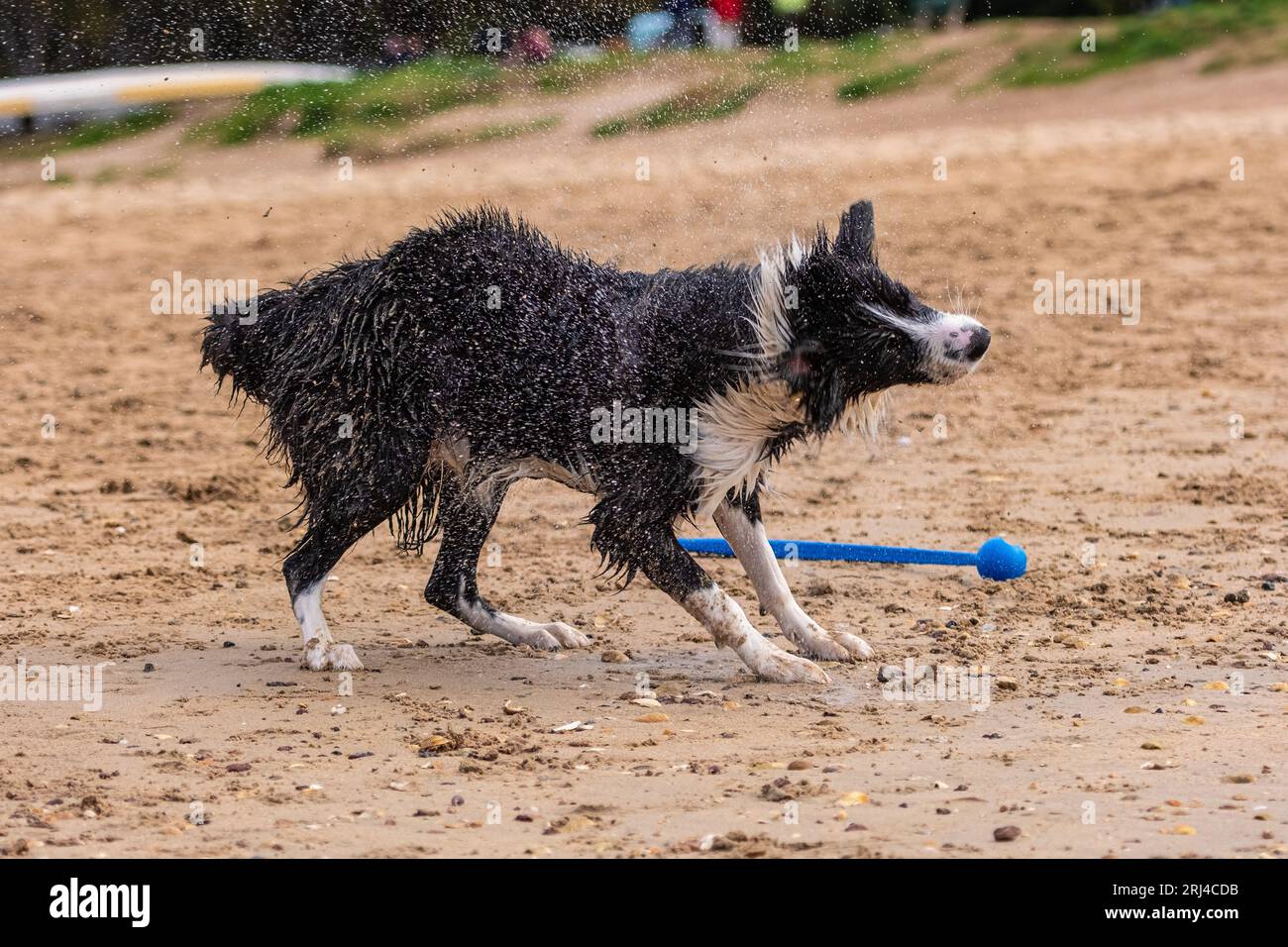 Wet Border Collie en la playa sacudiendo el agua, la arena y la suciedad Foto de stock