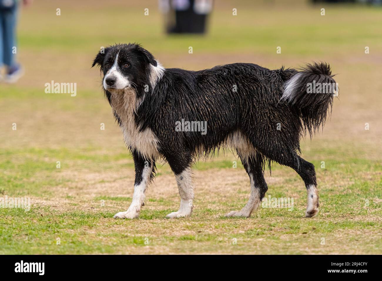 Cachorro sucio de Collie de la frontera caminando en el parque del perro, con el fondo borroso verde Foto de stock