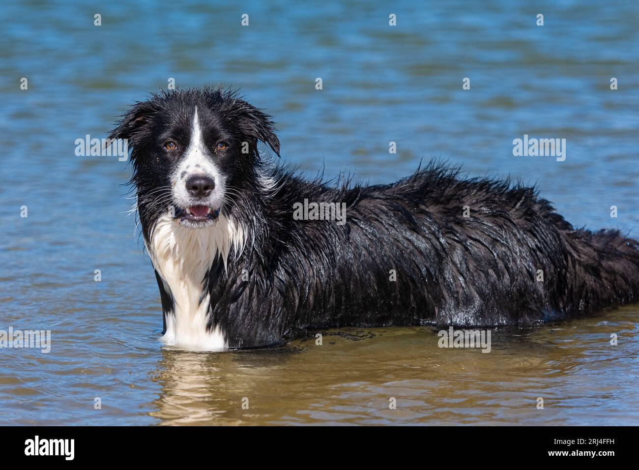 Border Collie cachorro jugando en el agua durante un día soleado Foto de stock