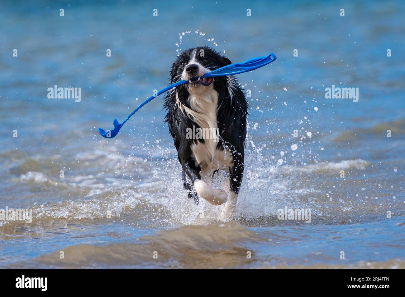 Border Collie cachorro jugando en el agua durante un día soleado Foto de stock
