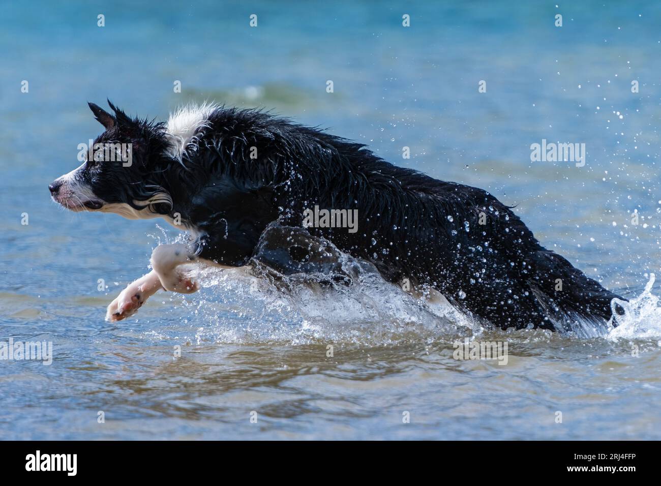 Border Collie cachorro corriendo en el agua durante un día soleado Foto de stock