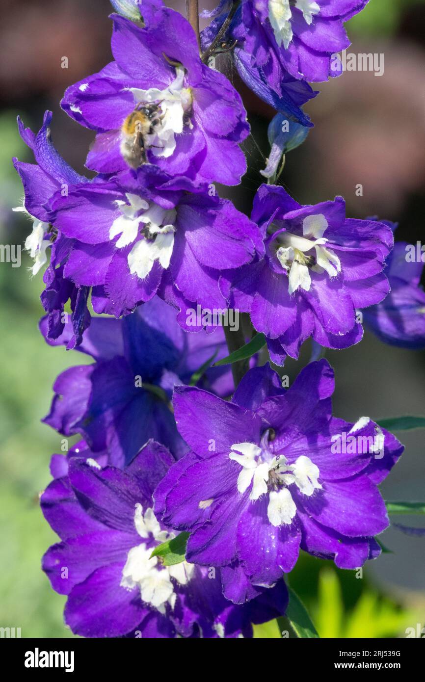 Delphinium 'King Arthur', Azul, Flor, Larkspur, Flores, vertical Foto de stock