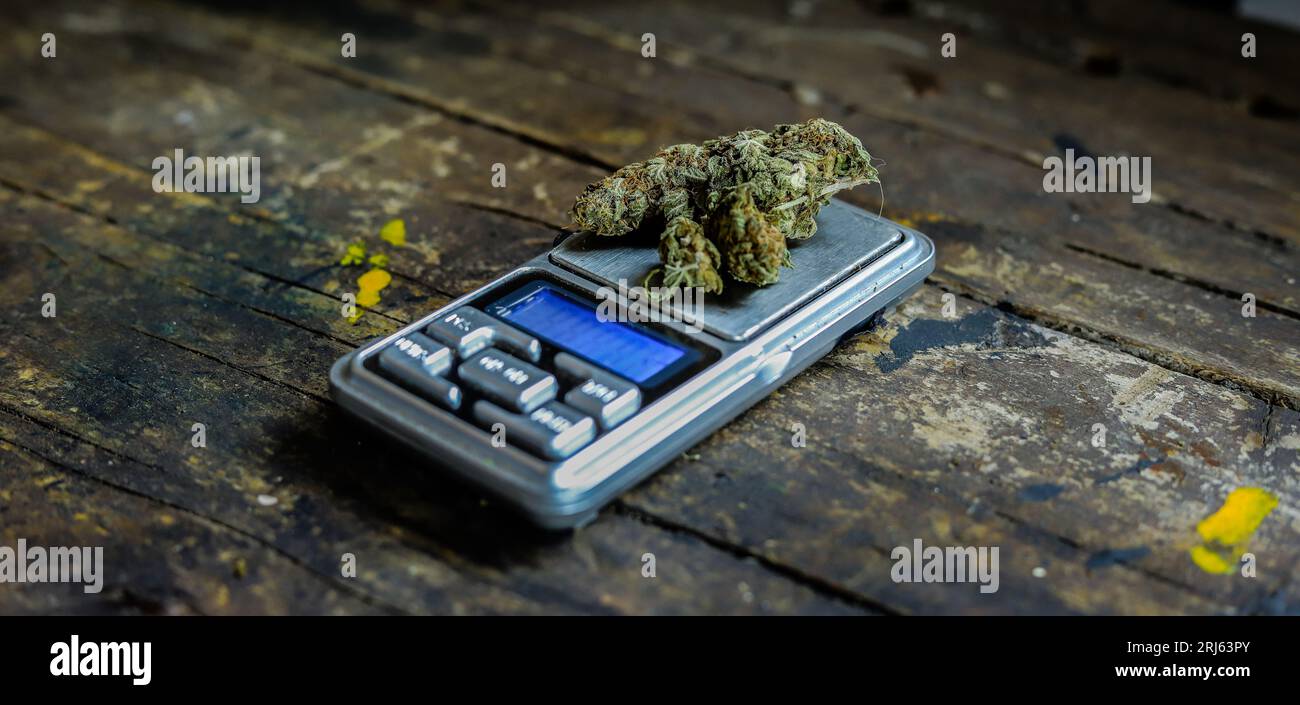 Un primer plano de una flor de cannabis con hojas de marihuana, CBD medicinal en escalas Foto de stock