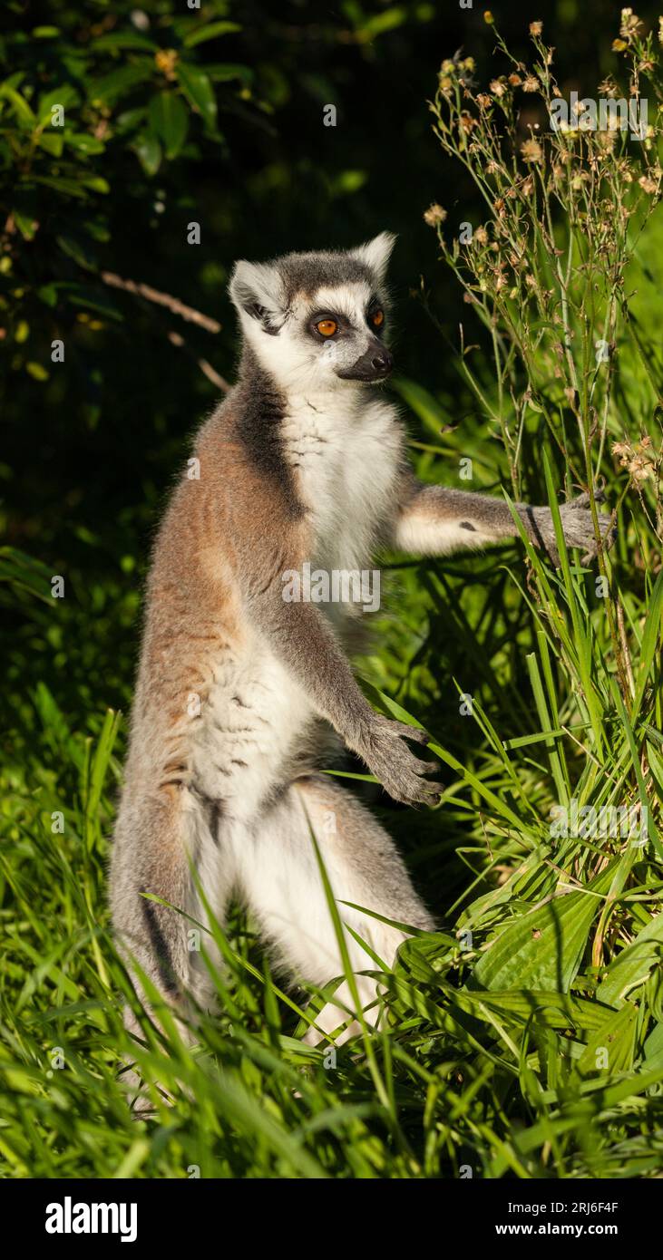 Lemur de cola anillada - Lemur catta - de pie sobre dos piernas en hierba larga sosteniendo sobre tallos largos para el equilibrio. Foto de stock