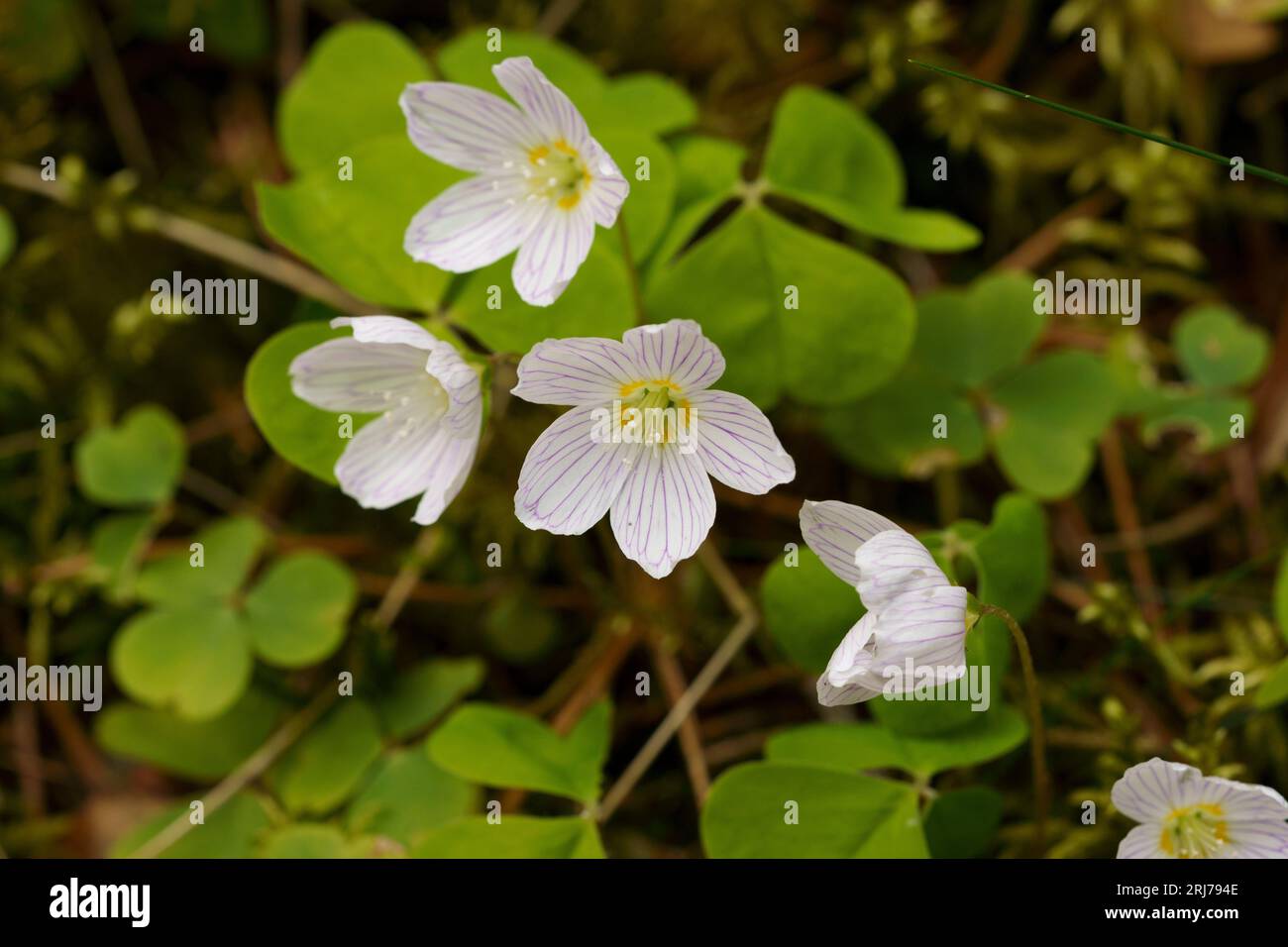 Oxalis acetosella Madera acedera flores blancas - papel pintado diseño fotografía de interiores Foto de stock
