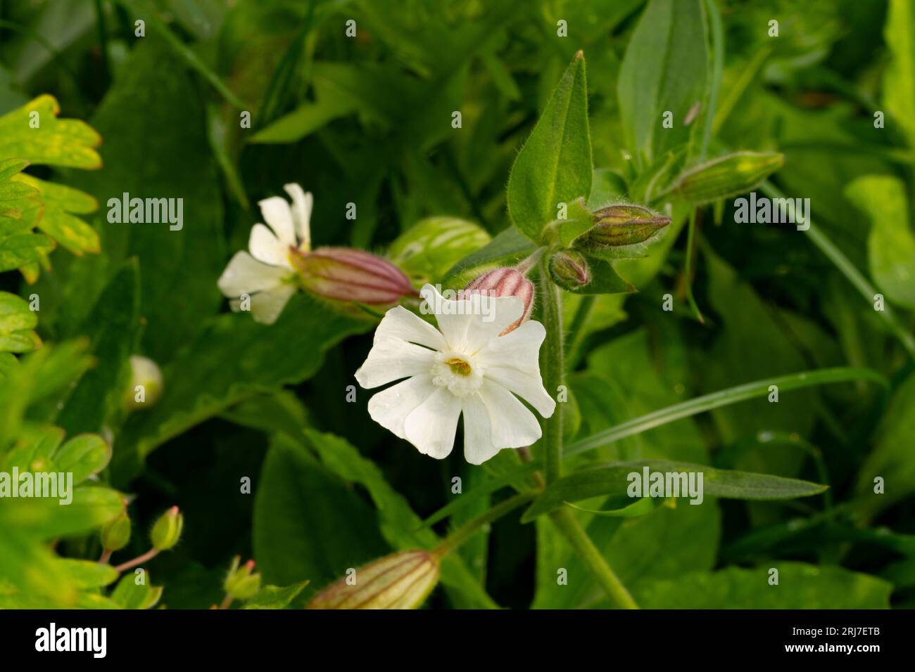 Oxalis acetosella Madera acedera flores blancas - papel pintado diseño fotografía de interiores Foto de stock