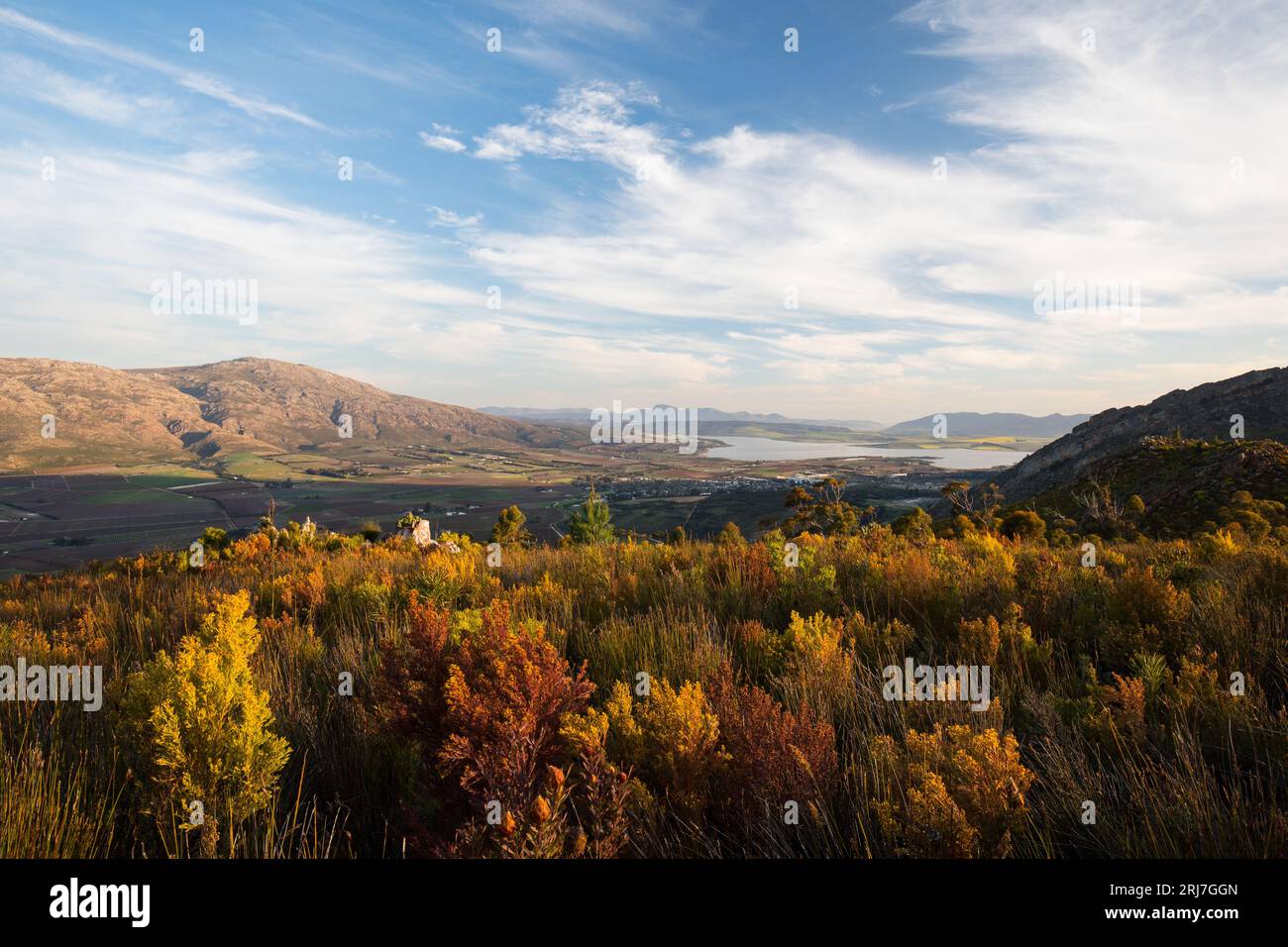 Fynbos Cape Floral Region Foto de stock