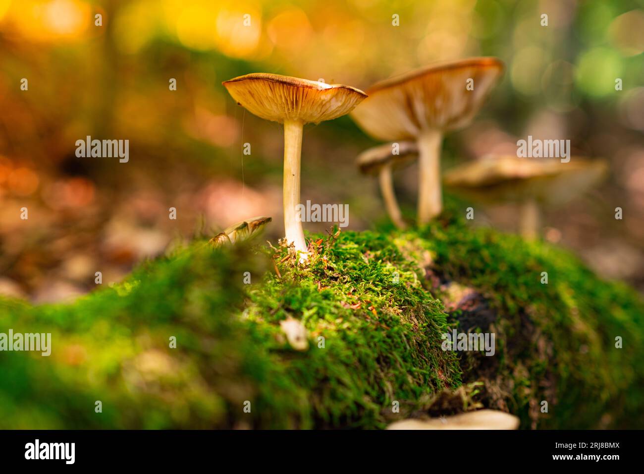 Hermosas setas lamelares crecen en un árbol caído podrido cubierto de musgo en el bosque. Hermosa foto de setas silvestres. La naturaleza de Alemania, Foto de stock