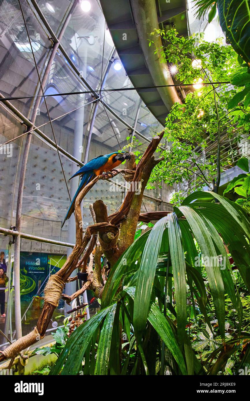 Dos guacamayos dentro de la cúpula del bioma de la selva tropical de pie en una percha alta rodeada de plantas Foto de stock