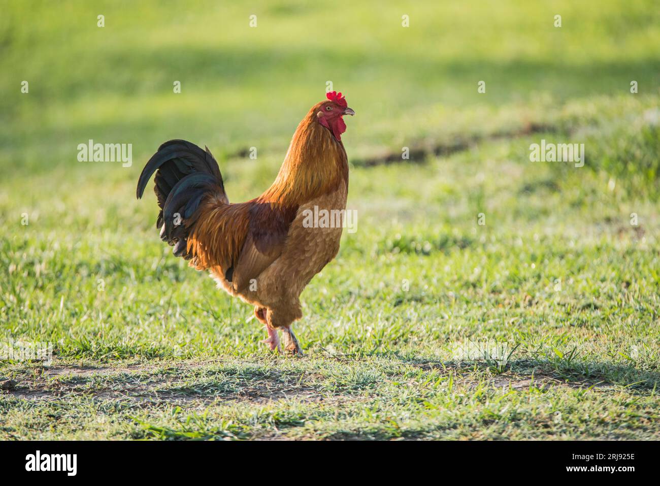 Un gallo duro (pollo) patrulla su reino en una granja en Texas, Estados Unidos Foto de stock