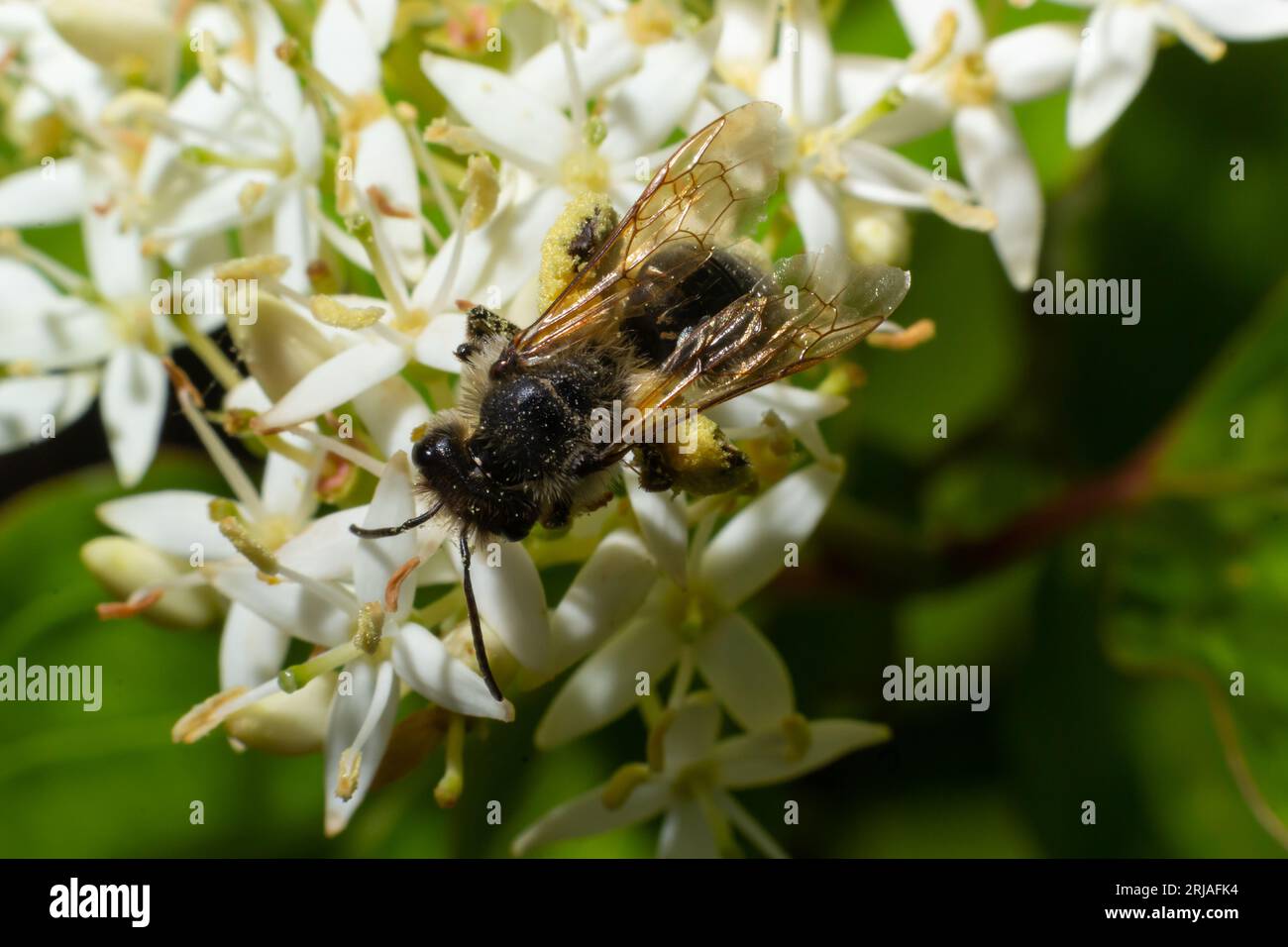 Abeja de miel con una cesta para el polen se sienta en las flores blancas Cornus alba, cortejo rojo, blanco o siberiano. Foto de stock