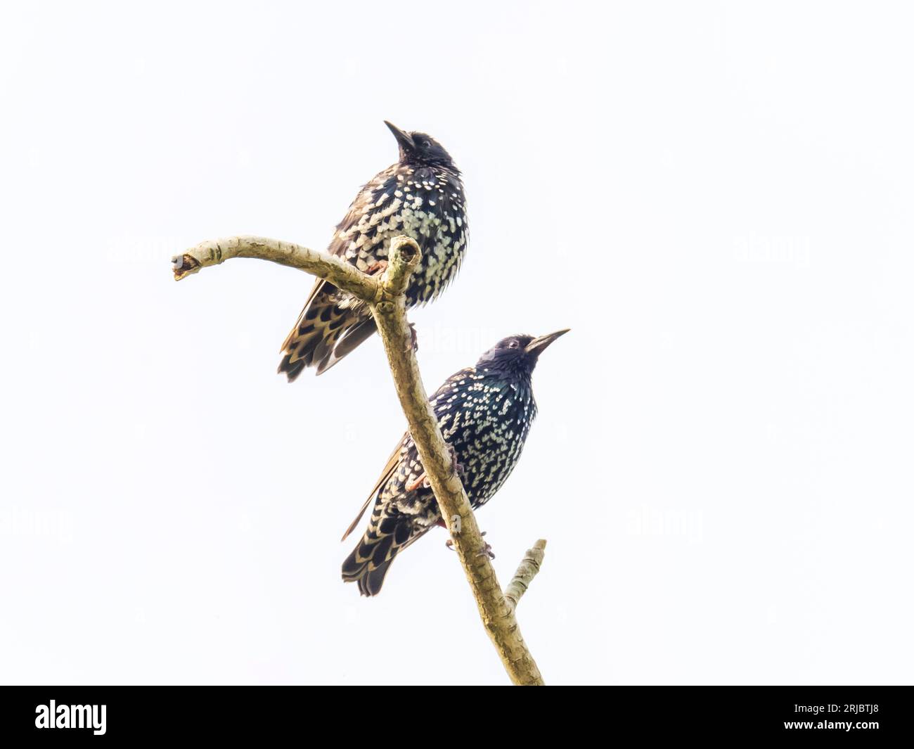 Starling, Sturnus vulgaris en Ambleside, Distrito de los Lagos, Reino Unido. Foto de stock