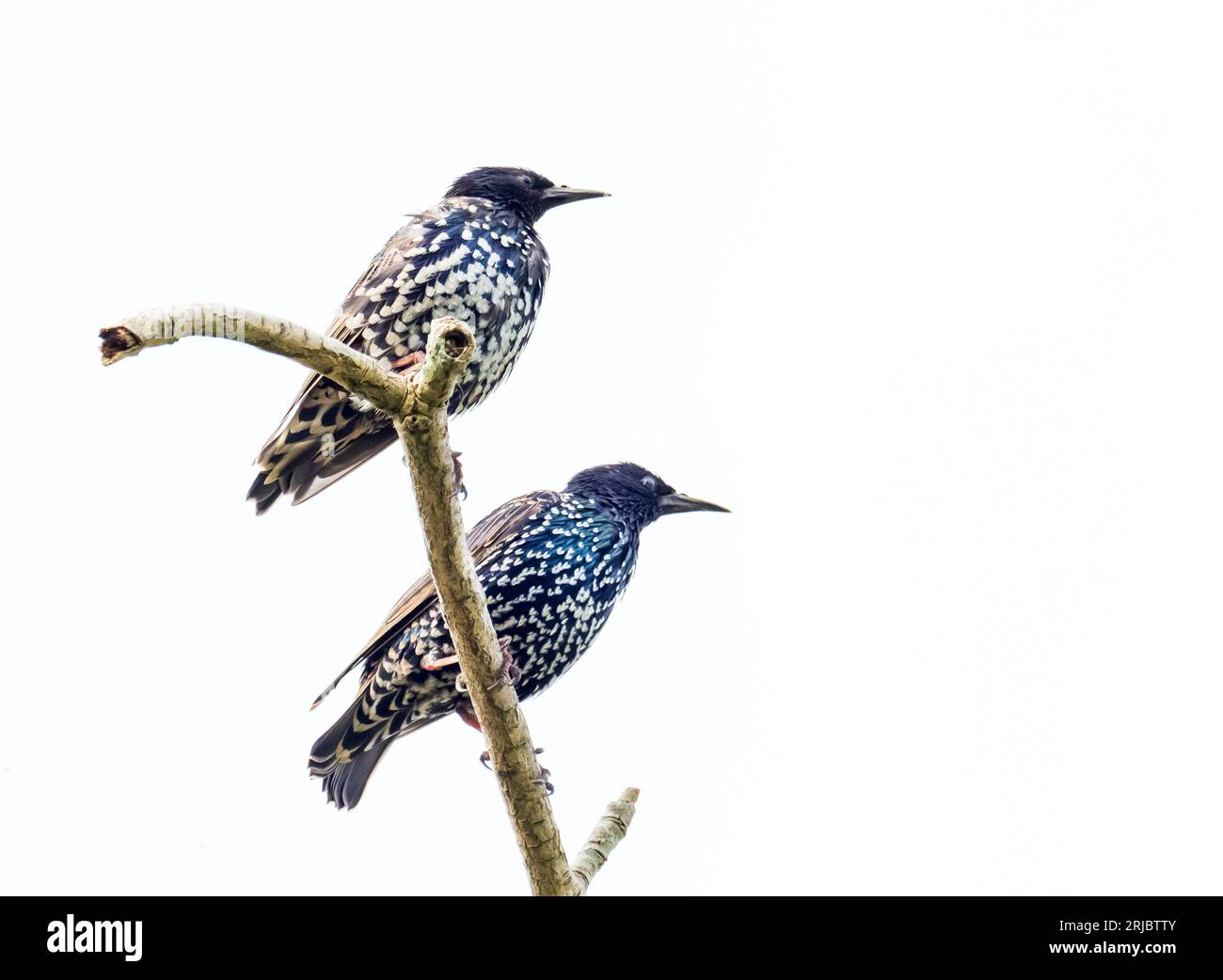 Starling, Sturnus vulgaris en Ambleside, Distrito de los Lagos, Reino Unido. Foto de stock