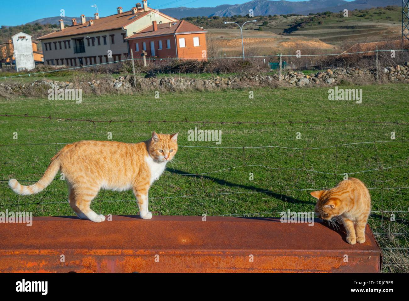 Dos gatos en el campo. Foto de stock