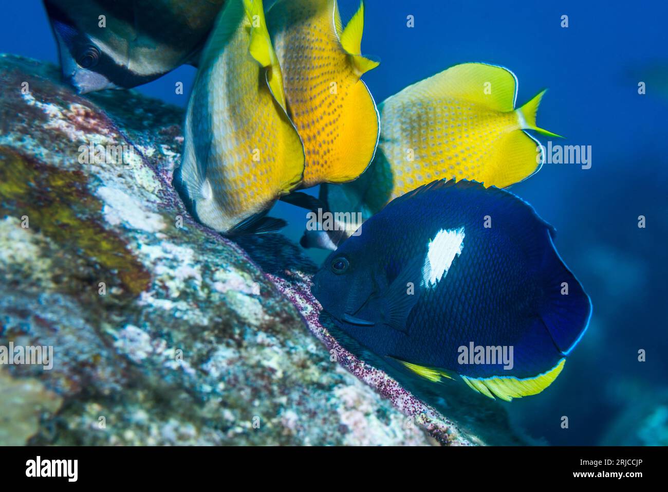 Pez ángel ojo de cerradura [Centropyge tibicen] y pez mariposa de Klein [Chaetodon kleinii] alimentándose de los huevos del Sargento Mayor. Tulamben, Bali, Indonesia. Foto de stock