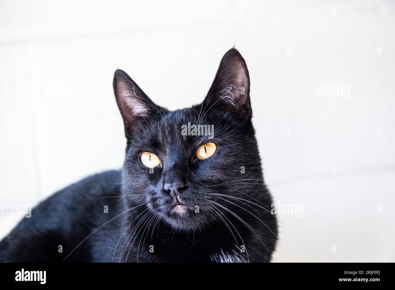 Gato negro interno Foto de stock