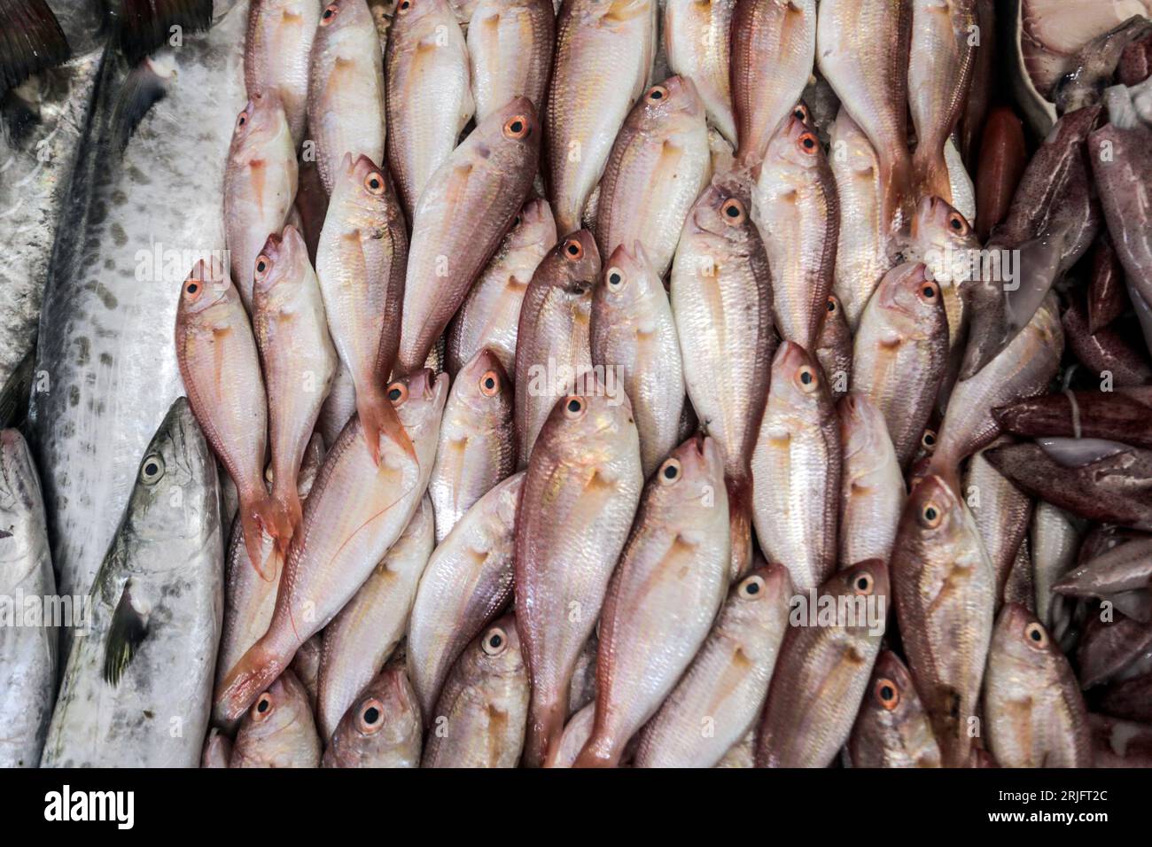 Ciudad de Gaza, Palestina. 22º de agosto de 2023. Pesque en el mercado central de pescado llamado 'Al-Hisba' en la ciudad de Gaza después de regresar de un viaje de pesca desde el mar Mediterráneo, en Gaza. Los pescadores palestinos son objeto de violaciones diarias por parte de los barcos israelíes, y hoy es una posición en solidaridad con los pescadores en el puerto de Gaza. (Foto de Mahmoud Issa/SOPA Images/Sipa USA) Crédito: SIPA USA/Alamy Live News Foto de stock
