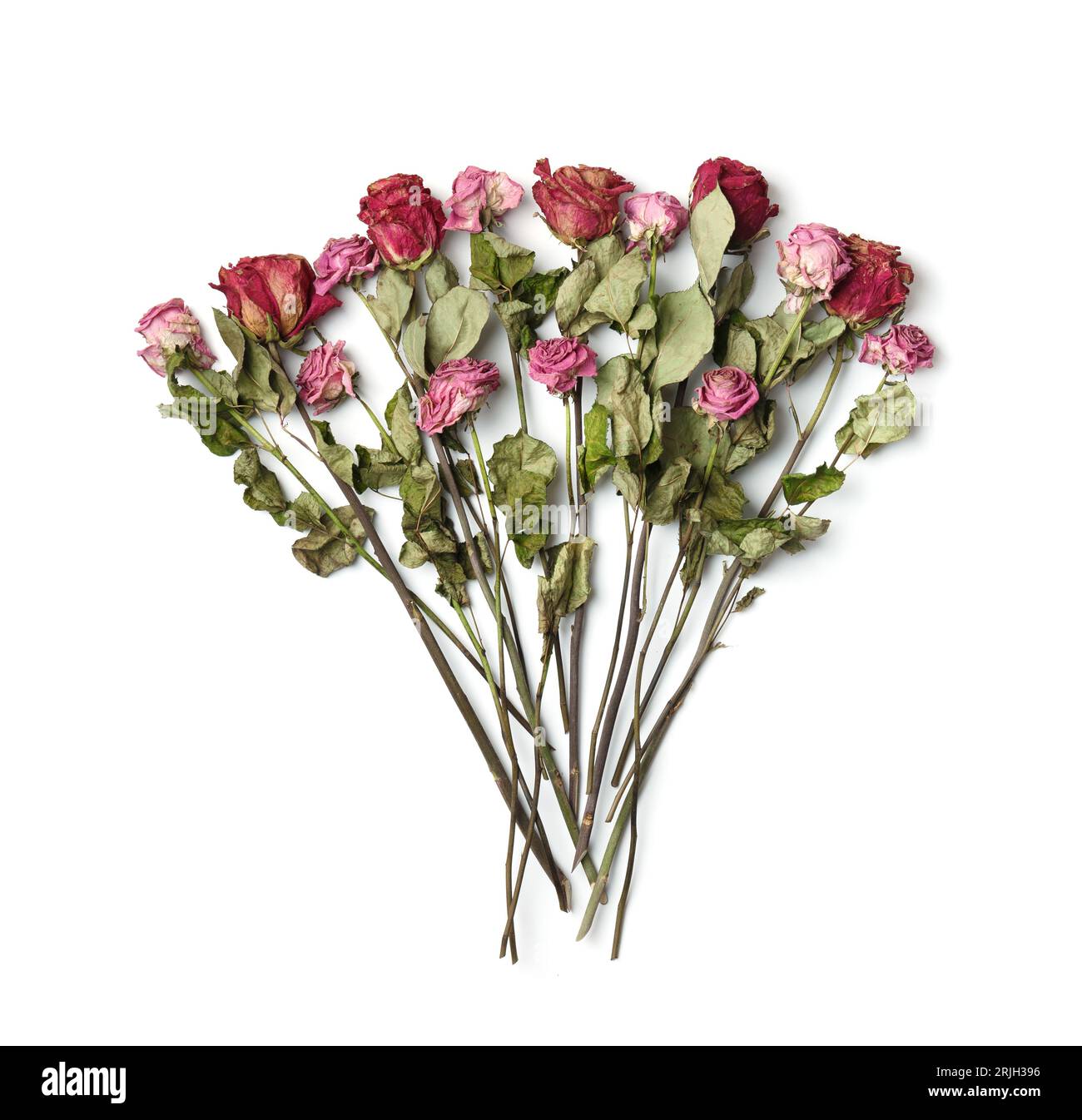 Rosas rosadas secas sobre un fondo blanco, vista superior, espacio de copia. Rosas muertas de cerca. El concepto de soledad, edad, tristeza, vejez, amor infeliz, pérdida. Foto de stock