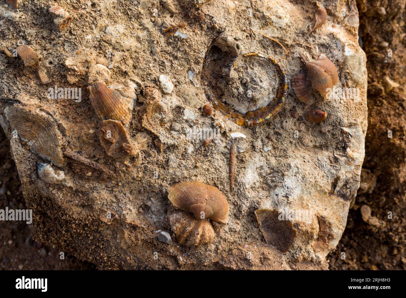 Fragmento de roca caliza con fósiles marinos silicificados. Período carbonífero, Rusia central Foto de stock